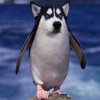 PgenHang's profile picture. 