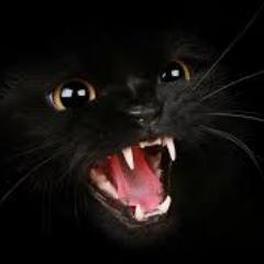 PyaraBilla's profile picture. Built For The Kill...Will Kill U Absolutely!