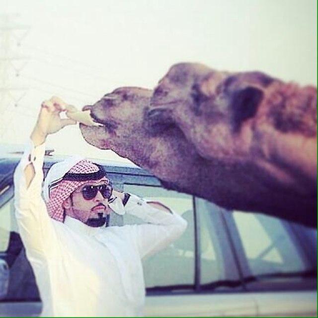 msrhan1's profile picture. ربعي سهوم المنايا اهل القنا والسهوم/ اللي على اعلا نجوم الكون منزالها/ قومن تذل الصعاب وللمعالي تروم/ وربعي تقول الصعاب الله خلقنالها/ سرحان بن سنيـــد