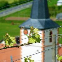Frankenwein (@frankenwein) 's Twitter Profile