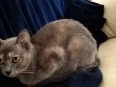 merelinezi2's profile picture. Meldpunt ZutZooi! Misstanden en dwalingen van betuurlijk en ambtelijk Zutphen. Vi de website kun je binnenkort je verhaal kwijt. Wie weet helpt het..