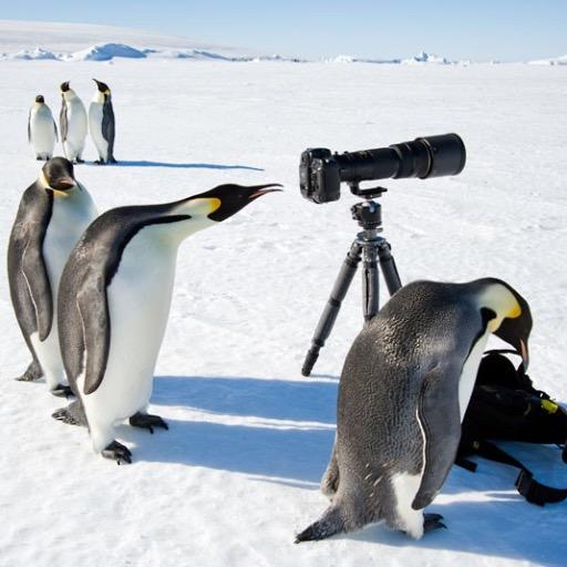可愛いペンギンを紹介します！良かったらRTをお願いします！！