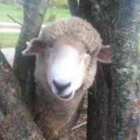 erica thomas (@conserverica) 's Twitter Profile