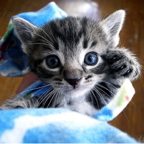 Charisma_rose's profile picture. I'm a dreamer, fashion designer, artist with a love for flowers and green meadows.