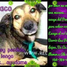 Busco a mi perrito perdido en #Luján #Paco #renguea pata trasera