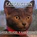 catisfaction (@catisfactioncat) Twitter profile photo catisfaction (@catisfactioncat) Twitter profile photo