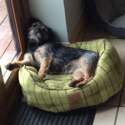 MegtheBorder's profile picture. Small, hairy and very cute Border Terrier....aka the hairy piglet, the guineapig