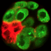 Tanentzapf Lab (@tanentzapflab) Twitter profile photo Tanentzapf Lab (@tanentzapflab) Twitter profile photo
