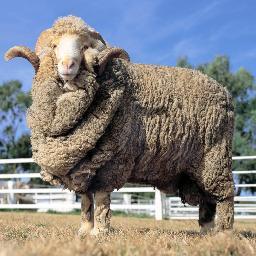 MERINO Trial