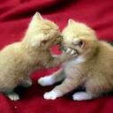 Az_Zaahra04 (@2373501b8d03497) Twitter