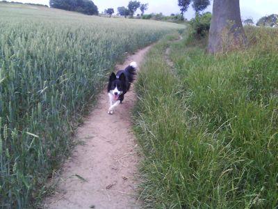 cultured_canine's profile picture. Problem solving dog trainer. 
Home visits.
Direct Message me for further information.