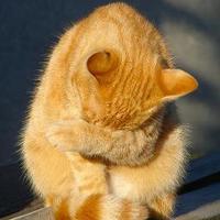 HATULYA (@hatulyag) Twitter profile photo