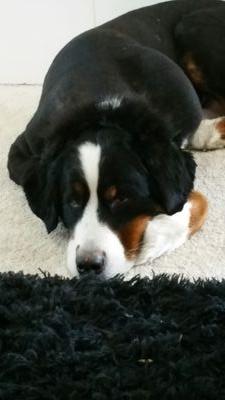 Bernermom28's profile picture. 