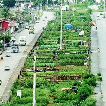 Defender e difundir práticas e formas de agricultura urbana em meio ao cinza das cidades.