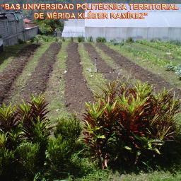 agriculturameri's profile picture. Agricultura Urbana y Familiar FONDAS - MÉRIDA