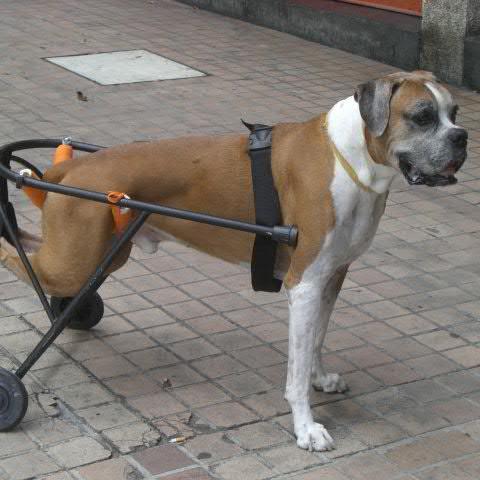 Amante de los paseos al campo aire libre y paseos al mundo verde, amantes de los animales, full campamentos
