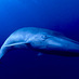 NatHistoryWhale (@nathistorywhale) Twitter profile photo NatHistoryWhale (@nathistorywhale) Twitter profile photo