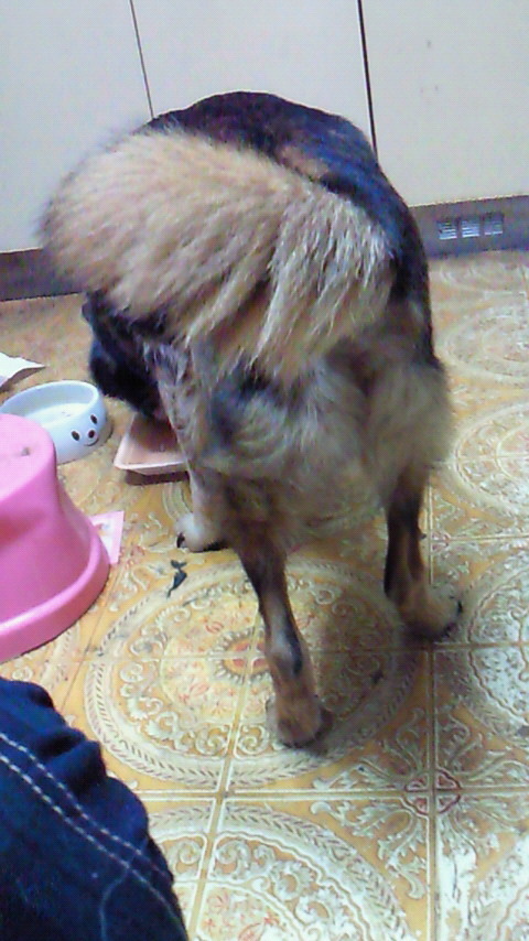 harapeco8yukico's profile picture. 