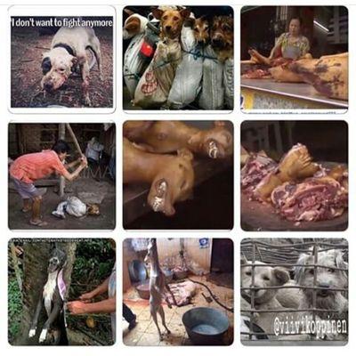 please sign the petition to stop yulin i really hate yulin also follow me on instagram @stopyulin5673