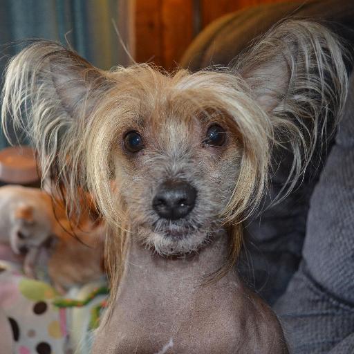 Hi! My name is Junebugs... Hairy Junebugs. I'm a hairless Chinese Crested living the spoiled life.