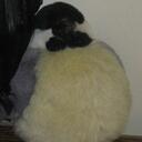 Marjorie Brooks - @wheresperry - Twitter