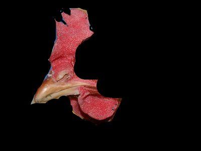 BiasGachi's profile picture. It is a cockscomb born from a hello egg We are Japanese young men overturning common sense of Twitter, world common sense I respond willingly