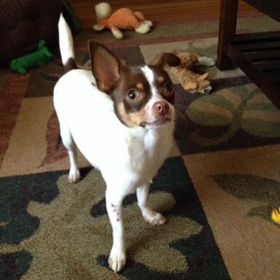 Classics PhD at UB, therapy human to my chihuahua, rider of buses.