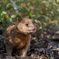 LaZarigüeya (@eduardpips) 's Twitter Profile