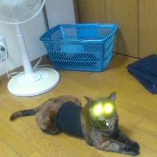 リアル猫型ロボット Mutuo Twitter リアル猫型ロボット Mutuo Twitter