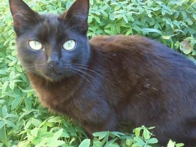 phoebeth780's profile picture. ZOZO The ugitive Of The Space - The Animated Web SerieCreted and Directed by Alexandre Follain
© Zozo - 2015