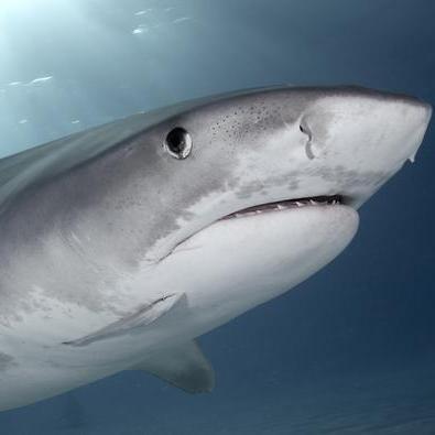 I'm the largest #tigershark tagged by @OCEARCH on #ExpeditionWA weighing in at 1,198 lb and 13 ft 3 in: http://t.co/OkAl97PBlg