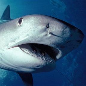 Leeuwin, the #tigershark, named after the Leeuwin current. #LeeuwinCurrent is a warm ocean current, which flows southwards near the western coast of #Australia.