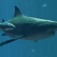 Megalodon (@megalodon666507) 's Twitter Profile