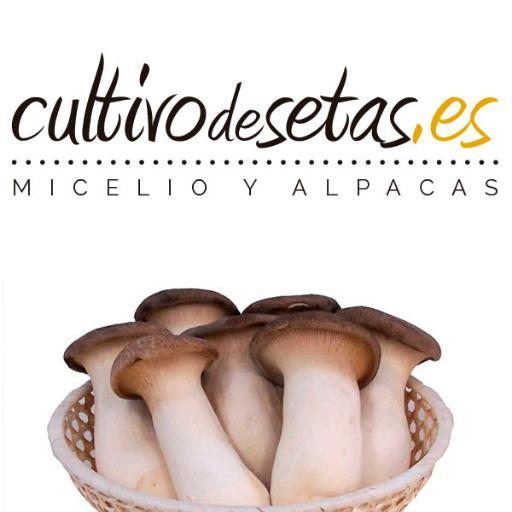 Página dedicada al cultivo de setas con información micológica y todo lo que rodea al mundo funghi, recetas, métodos de cultivo...