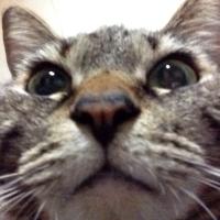Shio@宇和島🌺MAKANIKAI (@uwajima_r) 's Twitter Profile