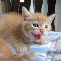 Hustle_Tigers (@mighty_5502) Twitter profile photo