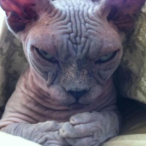 charpc1's profile picture. Gran Mariachi Perlas de Mexico de los Hnos Rodriguez, Calidad y Excelencia, Contrataciones Nro 0274-4172688 #Mariachi