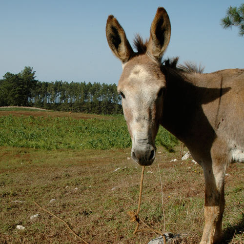 dechronization's profile picture. Evolution | Phylogenetic Trees | Comparative Methods