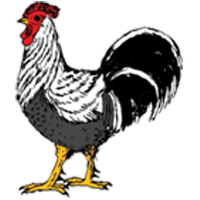 Dorking Swim Club (@dorkingswimclub) 's Twitter Profile