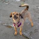 GinnyBean - @TheGinnyBean - Twitter