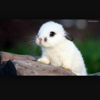 BoyleEllee's profile picture. i am in love with 5sos softball and bueaty i love all animals and follow me on instagram my name is animallover327812!