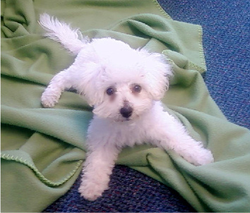 DreaChase's profile picture. patent, trademark and copyright paralegal; blonde hair and green eyes; just got married to a man with the bluest eyes ever; and have a puppy bichon frise