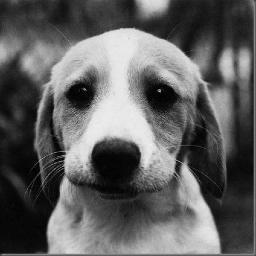 Daily posts of puppies and dogs available in the Dallas, TX area!! =)