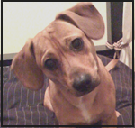 My name is Charlie and I'm a Chiweenie (that's a dachsund/chihuahua mix). I have lots of energy and I love to go, go, go!