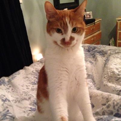 OliverDeeCat's profile picture. 