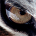 Kaplanın Gözü (@kaplaningozu) Twitter profile photo