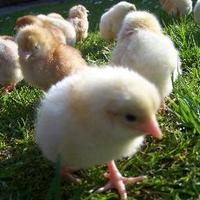 Living Eggs (@livingeggs) 's Twitter Profile