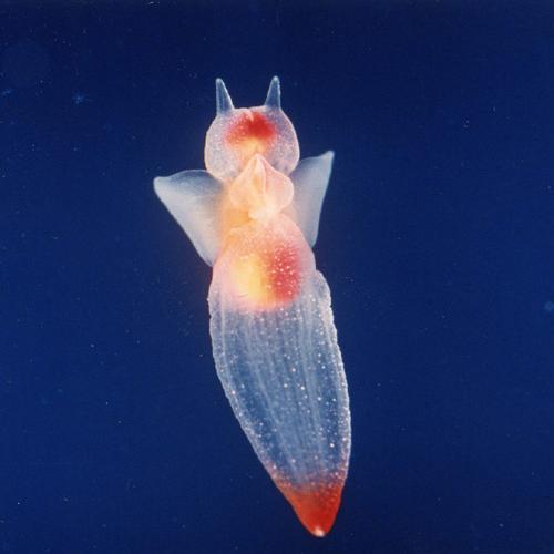 深海生物画像集 深海生物画像集