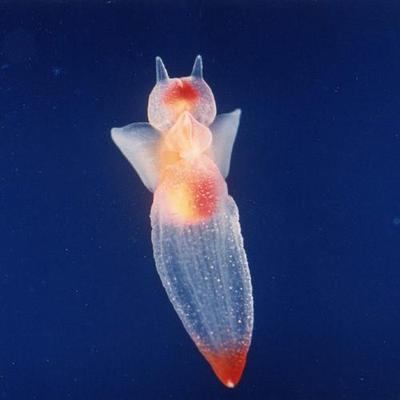 深海生物画像bot Sur Twitter キワヒルスタたそ Http T Co Rwslkdkzqx 深海生物画像bot Sur Twitter キワヒルスタたそ Http T Co Rwslkdkzqx