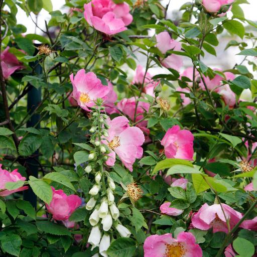 Mindrum Garden, Northumberland TD12 4QN
http://t.co/PFweeBFWLf
Magical gardens in the Cheviot foothills. Tours and smaller groups very welcome.
